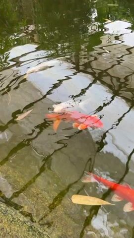 The video shows a pond with several koi fish swimming. The water is clear and reflects the overhead structure, possibly a greenhouse or a roof with visible beams. Sunlight filters through the water, creating shimmering patterns on the pond's rocky bottom. Several orange and white koi fish are visible, some with intricate patterns. One white koi with dark markings is particularly prominent. A single dried leaf floats on the surface. The camera angle is from above, looking down into the pond.