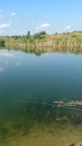 The video presents a static, eye-level view of a tranquil body of water under a clear blue sky with scattered white clouds. The far bank is covered with green reeds and drier grasses, reflecting faintly on the water's surface. A fishing line extends into the water from the lower right of the frame, disappearing towards the center left. Submerged aquatic vegetation and the sandy, green-tinged bottom are visible through the relatively clear water in the foreground. No people or active subjects are present.