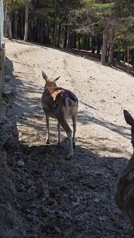 The video shows two fallow deer and a peacock in a natural outdoor setting, likely a wildlife park or large enclosure, in Hadzhidimovo, Bulgaria. The ground is a mix of light-colored dirt or gravel and darker, possibly muddy, patches. Tall, slender trees form a dense background on an incline.

In the foreground, slightly to the right, a fallow deer with spotted brown and white fur stands facing away from the camera, its head turned slightly to the left. Its tail twitches. Another fallow deer, similar in appearance, is positioned further back in the mid-ground, also facing away and looking towards the right side of the frame. Its white rump patch and tail are clearly visible. A third deer is partially visible on the far right, mostly out of frame.

A peacock, with dark plumage, walks from the right side of the frame towards the left, passing between the camera and the second deer. The lighting suggests it is daytime, with clear shadows cast on the ground. The animals appear calm as they stand and move slowly within the environment.