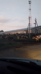 Cattle herd drifts across a rural road and farmyard