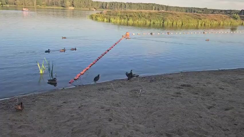 The video shows a calm lake with a sandy shore. Several ducks are swimming in the water and walking on the sand. A row of orange buoys separates a swimming area from the rest of the lake. In the background, a small boat is visible on the water, and a wooded area lines the far shore. The sun is low in the sky, casting a warm glow over the scene. The overall atmosphere is peaceful and serene.
