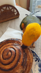 Sun conure parrot's casual morning at home in Khimki