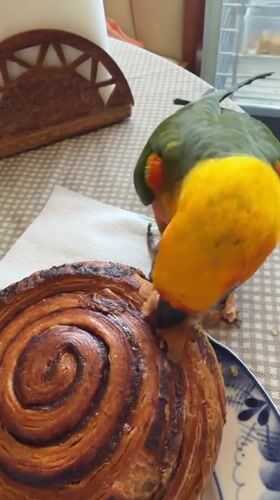 Sun conure parrot's casual morning at home in Khimki