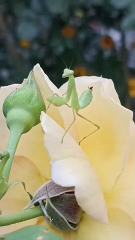 A praying mantis is perched on a pale yellow rose. The mantis is light green with black eyes and is facing to the left. Its front legs are raised in a predatory stance. The rose is partially open, and a green rose bud is visible on the left side of the frame. The background is blurred and appears to be a garden with green foliage and hints of yellow flowers. The lighting is natural, suggesting it is daytime.
