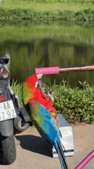 Tethered macaws displayed on stands throughout Da Lat tourist area