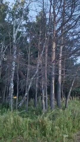 The video pans across a forest with tall trees, some of which appear dead or dry. The trees are a mix of deciduous and coniferous species, with birch trees visible among the pines. The ground is covered in tall green grass. The sky is visible above the trees, with some clouds. The lighting suggests it is either early morning or late evening.