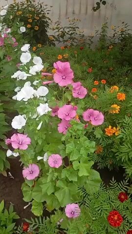 A vertical video pans across a garden bed filled with blooming flowers. The foreground features a cluster of pink mallow flowers with broad, heart-shaped petals and a white bindweed plant with trumpet-shaped flowers. Behind these, a dense arrangement of green foliage is interspersed with bright orange marigold flowers. In the background, a wall or fence is visible, with more flowers, including yellow zinnias, growing along the top. The lighting suggests it is daytime, likely morning or afternoon. There are no people or animals visible in the video.