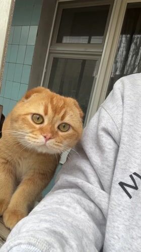 Spring blooms and pet moments captured in Voronezh