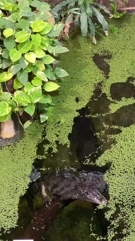 A medium shot shows a crocodile resting on a log partially submerged in water covered with bright green duckweed. The crocodile is mostly submerged, with its head and front legs visible. Lush green plants, including a vine with heart-shaped leaves, grow on the left side of the frame, while taller, more slender green plants are visible in the upper right corner. The water is dark and murky beneath the duckweed.