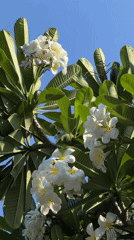 Blooming plumeria tree documented in Nha Trang, Vietnam morning