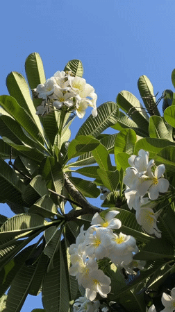 Blooming plumeria tree documented in Nha Trang, Vietnam morning