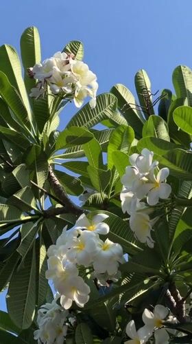 Blooming plumeria tree documented in Nha Trang, Vietnam morning