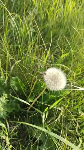 This is a short video clip that appears to have been taken outdoors, likely in a grassy field or meadow. The primary subject is a fluffy, white dandelion seed head, captured in close-up. The dandelion is surrounded by tall, green grass, suggesting a natural, uncultivated setting. The lighting indicates it is daytime, with sunlight filtering through the grass and illuminating the dandelion, creating a soft, slightly hazy effect. The camera appears to be handheld and is gently moving, giving a slight shake to the footage, which adds to the natural, unposed feel. There is no visible text or any human presence in the video. The overall mood is peaceful and serene, focusing on the delicate beauty of the dandelion and its natural environment. The location context, Bogdashkino, Russia, suggests a rural or semi-rural area where such a scene would be common. The focus on the dandelion might evoke feelings of nature, growth, and the ephemeral nature of things.