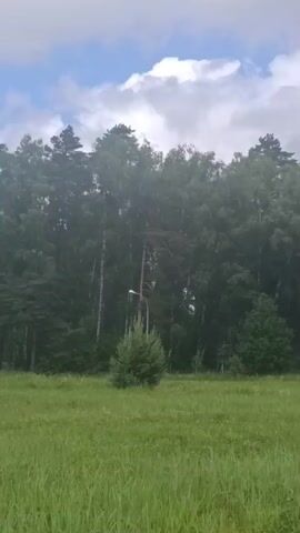 A video shows a tall, thin, leafless tree with a street lamp attached to it. The tree is situated in a grassy field with a forest in the background. The sky is cloudy. There are no people visible in the video.