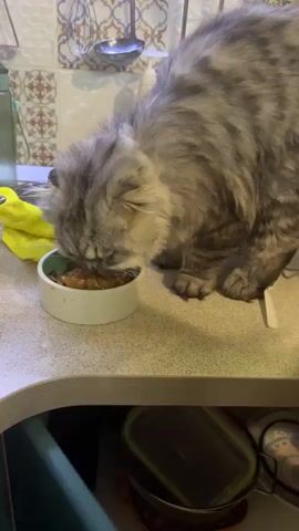 A long-haired gray tabby cat is eating from a white bowl filled with wet cat food. The cat is positioned on a light-colored countertop. The background shows a tiled backsplash and kitchen cabinets. A yellow cloth is visible on the left side of the frame. The cat is actively licking and consuming the food. The video is shot from a slightly elevated angle.