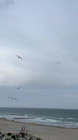 The video shows a cloudy, overcast day at the beach. The sea has small waves, and there's a sandy beach with some beach umbrellas and a lifeguard stand. Several seagulls are flying in the sky.