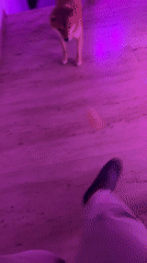 Domestic life with Shiba Inu captured in Bulgarian home