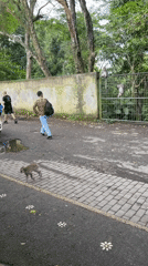 Morning scenes captured across Ubud: monkeys, family scooter ride