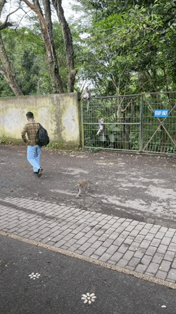 Morning scenes captured across Ubud: monkeys, family scooter ride