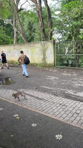 Morning scenes captured across Ubud: monkeys, family scooter ride