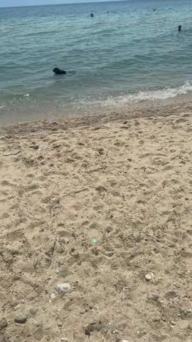 The media file captures a serene beach scene at Ofrynio Beach, Greece. The primary subject is a black dog swimming in the clear, turquoise water. The dog appears to be enjoying itself, with its head and a portion of its back visible above the surface. The gentle waves lap at the sandy shore, creating a peaceful atmosphere.

In the background, the vast expanse of the sea stretches to the horizon, where a faint outline of distant land or mountains can be seen under a bright, clear sky. A few other people are visible in the water further out, suggesting a pleasant day for swimming and recreation.

The beach itself is composed of light-colored sand, sprinkled with small pebbles and shells. The sun is high in the sky, indicating it is likely midday, and the weather appears warm and sunny. There are no discernible emotions conveyed by the subjects, other than the implied enjoyment of the dog. No text is visible in the media file. The overall impression is one of a relaxed and idyllic beach day in a beautiful coastal setting.