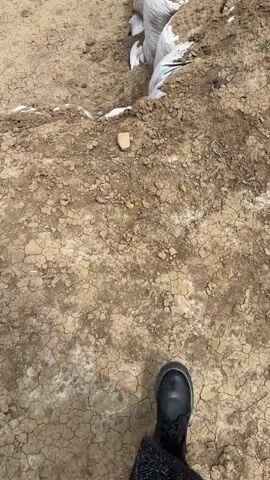 The video presents an aerial view panning across a landscape featuring numerous white sandbags filled with earth. Initially, the camera shows a close-up of a trench or channel lined with these sandbags, which are partially buried in the ground. The surrounding earth is dry and cracked.

As the camera pans upwards and across the scene, it reveals an extensive arrangement of these sandbags. They are laid out in distinct rows and curved formations, appearing to outline structures or boundaries on the barren, cracked ground. Many of the bags are visible along a raised embankment or a prepared area.

In the background, a wide river can be seen flowing through a valley, flanked by green vegetation. Distant hills or mountains frame the horizon, and some power lines or industrial structures are faintly visible under an overcast sky. Several sandbags clearly display text in Georgian script, specifically "პურის ფქვი," which translates to "wheat flour," indicating they are repurposed sacks. The overall scene suggests an archaeological site or a major construction/erosion control project in a dry, open environment. The location is identified as Meore Kesalo, Georgia.