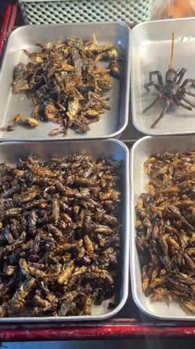 Bangkok street vendor displays fried insects in metal trays