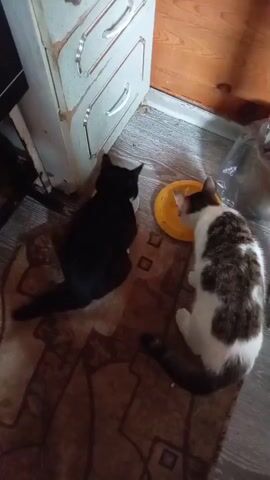 Two cats are eating from a yellow bowl on the floor. One cat is black, and the other is white with brown markings. They are near a cabinet with drawers and a wooden wall.