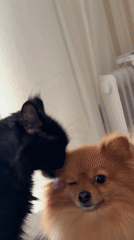 Cat grooms Pomeranian dog in Russian home