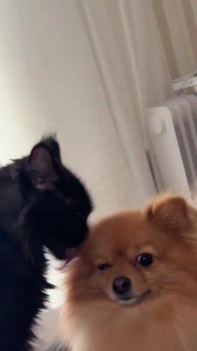 Cat grooms Pomeranian dog in Russian home