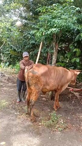 A man is standing outside brushing the rear of a tan cow. The man is wearing a brown shirt, gray cap, dark shorts, and green rubber boots. He has a brown brush with a black handle. The cow has a rope around its neck and is standing in the dirt near green plants and trees. There is a white ball hanging from a wire above the cow.