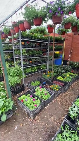 Here's a detailed description of the video:

The video shows the interior of a greenhouse filled with plants. Hanging from the ceiling are numerous terracotta pots, mostly containing purple and pink petunias. A metal shelving unit dominates the center of the frame, holding various plants in small black pots. These appear to be assorted flowers and greenery. On the ground, black plastic crates are arranged in rows, containing a variety of plants including petunias with pink and purple blooms, marigolds with yellow and orange flowers, and different types of leafy plants. To the left, there are larger plants in similar black crates. In the background, a brick wall is partially visible. Garden tools, including a rake and shovel, lean against the wall. The ground appears to be damp soil. The light is diffused, indicating the presence of a translucent covering above.