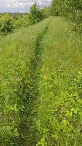 The video presents a natural scene featuring a grassy path winding its way through a field. The path is flanked by tall green grass, with some vegetation that appear to be strawberry plants low to the ground. On the right side of the path, a clump of birch trees is visible. The video pans gently from the right to the left. The overall impression is one of a peaceful, somewhat overgrown countryside landscape.