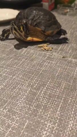 The video shows a turtle on a gray and white patterned surface that looks like a tablecloth. The turtle has a dark carapace and yellow stripes on its head and neck. There are some small, dry turtle food pellets scattered near the turtle. It stretches out its neck and looks around. There are other objects, including a white plate and what appears to be a box, in the background, slightly out of focus.