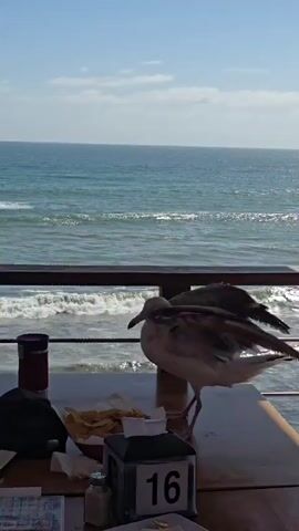 A seagull stands on a wooden table by the ocean. The seagull dips its head and appears to eat from the table. The seagull then lifts its head and opens its beak, as if to squawk. The ocean is visible in the background with waves crashing against the shore. There are also some objects on the table including a napkin dispenser with the number 16 on it, a salt shaker, and a bowl of chips.