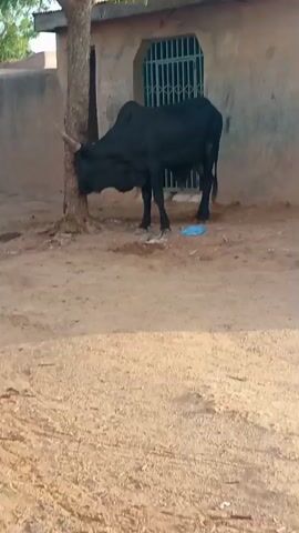 A black bull with large horns stands tied to a tree in a dusty yard. The bull is facing left, with its head resting against the tree trunk. Behind the bull is a building with a window covered by a metal grate. A blue plastic bag lies on the ground near the bull's hind legs. The ground is covered in dirt and loose sand. The scene appears to be outdoors during the daytime, with no specific weather conditions indicated. The overall impression is one of a rural or semi-rural setting, possibly in Yardaje, Nigeria, given the context. There is no visible text in the image.