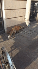 Witness documents Saint Petersburg street life, bookstore visit, leashed fox