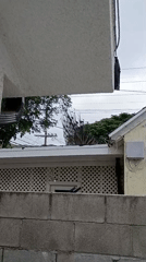 Peacock displays tail feathers on Los Angeles rooftop