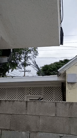 Peacock displays tail feathers on Los Angeles rooftop