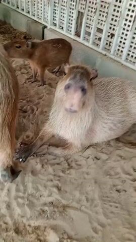 A medium shot video shows a capybara lying on a sandy floor in an enclosure. The capybara is light brown with dark eyes and a distinctive pink nose. Another capybara, a juvenile, is partially visible in the background. The enclosure has white slatted walls. The camera pans slightly, causing some blur. The video captures the capybara looking at the camera and then turning its head away.