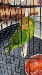 Multiple pet birds in cages at a Kuta Selatan home