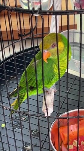 Multiple pet birds in cages at a Kuta Selatan home
