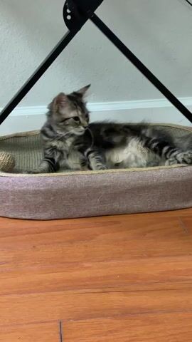 A tabby kitten lies in a pet bed. The kitten is gray and black with white markings on its chest and belly. It has its eyes open and is looking to the left. The pet bed is oval shaped and has a pink exterior and a beige interior. There is a rope toy on the left side of the pet bed. The pet bed is on a wooden floor. Behind the pet bed, there is a white wall and a black metal stand.