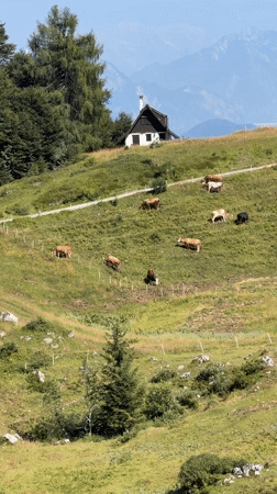 Cows, cold beer, and alpine village details in Ampezzo