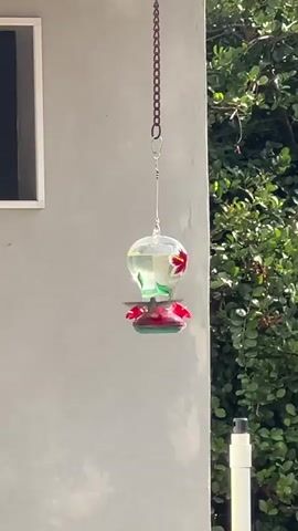 A hummingbird visits a glass hummingbird feeder hanging from a chain near a gray wall with a window. The feeder is bulb-shaped with a red floral pattern and sits among green foliage. The hummingbird briefly hovers at the feeder and then flies away. A white pipe stands near the foliage.