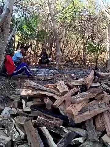 The video shows a group of people in a wooded area. In the foreground, there is a large pile of cut logs. In the background, three individuals are sitting and interacting. One person, wearing a red shirt and blue pants, is seated on the ground leaning against a tree. To their right, two other individuals are seated. The environment appears dry with sparse vegetation and trees.