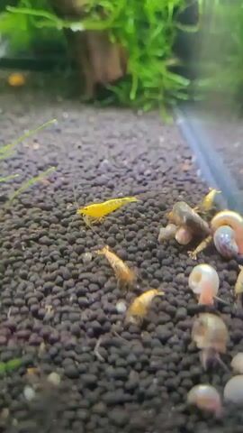The video shows a close-up view of a freshwater aquarium with a dark substrate. Several small, orange and yellow shrimp are visible, along with a few small snails with coiled shells. In the background, lush green aquatic plants are present, with a piece of driftwood also visible. The lighting appears to be from above, illuminating the aquarium floor. The camera is positioned low, looking across the substrate. There are no people or other animals visible in the frame. The overall impression is a serene underwater environment.