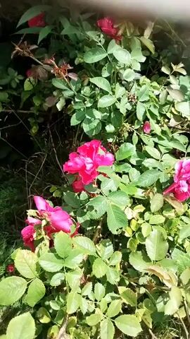 The video displays a close-up, slightly shaky shot of a bush with several bright pink roses and lush green leaves. The lighting suggests it is daytime, possibly outdoors. The camera slowly pans across the foliage, focusing on the flowers. There are no people or animals visible in the frame, and no apparent actions or interactions are occurring beyond the natural movement of the plant in what may be a slight breeze. The background is largely obscured by the dense greenery, but suggests a natural setting.