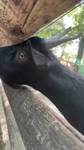 A black goat with horns is behind a wooden fence. A person's hands are visible offering the goat leaves to eat, which the goat consumes. The person then offers their finger, and the goat nudges it with its nose. The scene appears to be outdoors in a farm or petting zoo environment, with trees visible in the background.