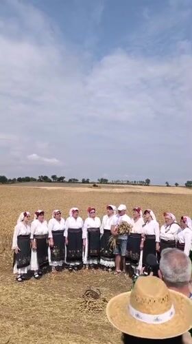 Traditional harvest festival in a wheat field, Koshava, Bulgaria